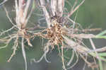 Pitted beardgrass